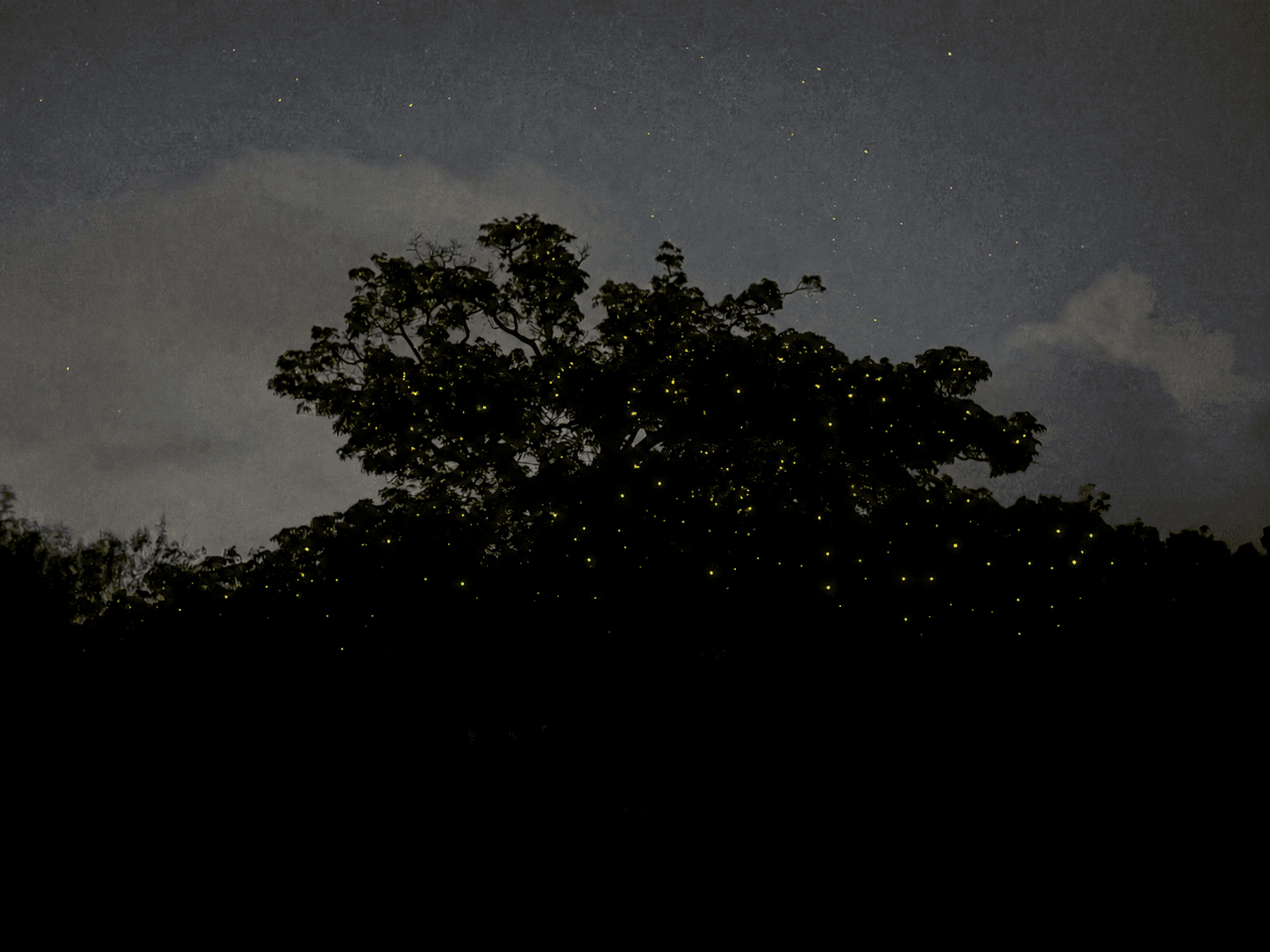 Fire Flies